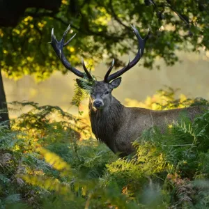Red deer stag print, London UK Red deer stag print, London UK