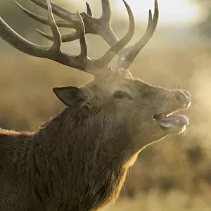 Red deer (Cervus elaphus) stag with steaming breath after fight, rutting season, Bushy Park