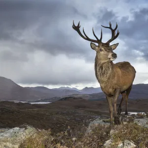 Red deer (Cervus elaphus) stag in upland landscape. Lochcarron, Highlands, Scotland, UK