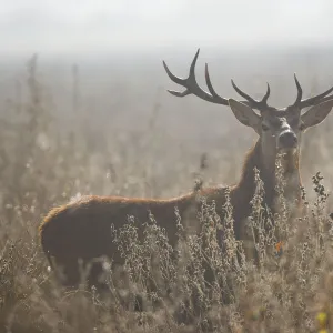 Red deer (Cervus elaphus) stag amongst winter vegetation, Salburua Park, Alava, Spain