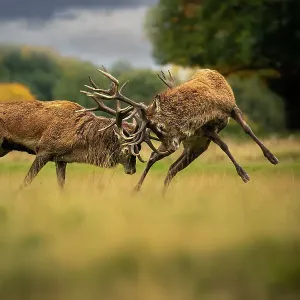 Two Red deer stags fighting print, Cheshire UK Two Red deer stags fighting print, Cheshire UK