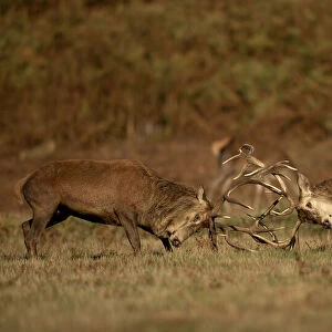 Two Red deer (Cervus elaphus) stags fighting, Bradgate Park, Leicestershire, UK. October