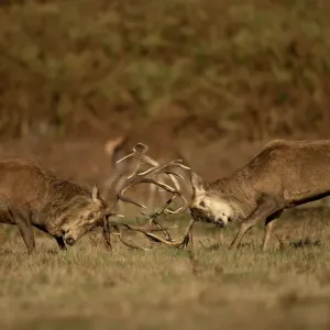 Dos ciervos rojos (Cervus elaphus) machos luchando, Parque Bradgate, Leicestershire, Reino Unido. Octubre.