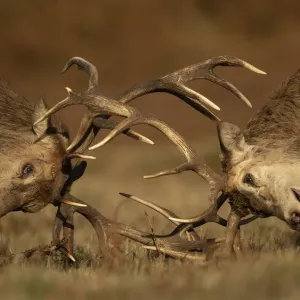 Two Red deer (Cervus elaphus) stags fighting, head to head, Bradgate Park, Leicestershire, UK. October