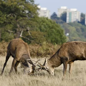 Red deer (Cervus elaphus) stags fighting during rut, with blocks of flats in the background