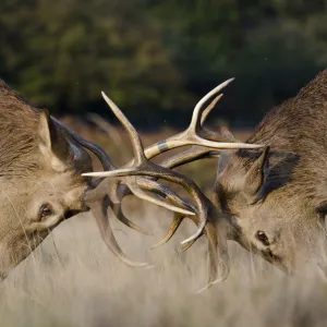 Red deer (Cervus elaphus) stags fighting during rut, Richmond Park, London, England