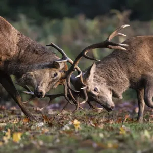 Red Deer Stags Fighting Print Red Deer Stags Fighting Print