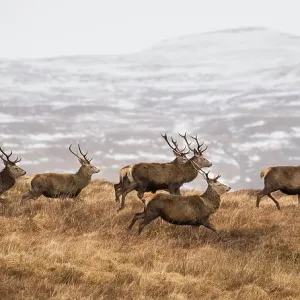 Red deer (Cervus elaphus) stags running in herd across moorland, February Red deer (Cervus elaphus) stags running in herd across moorland, February