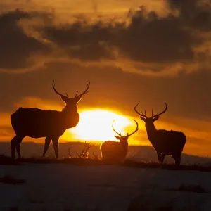 Red deer, (Cervus elaphus), stags silhouetted at sunset in winter, Scotland, UK. February Red deer, (Cervus elaphus), stags silhouetted at sunset in winter, Scotland, UK. February