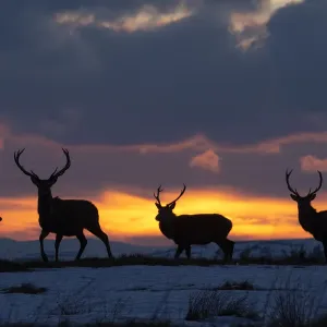 Venados rojos, (Cervus elaphus), ciervas silueteadas al atardecer en invierno, Escocia, Reino Unido. Febrero. Venados rojos, (Cervus elaphus), ciervas silueteadas al atardecer en invierno, Escocia, Reino Unido. Febrero.