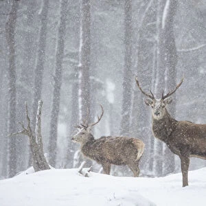 Red deer (Cervus elaphus) stags in snowy Pine forest. Scotland, UK. March