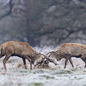 Red deer (Cervus elaphus) stags sparring in the frost. Richmond Park, London, England, UK
