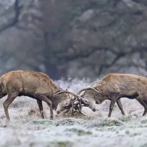 Red deer (Cervus elaphus) stags sparring in the frost. Richmond Park, London, England, UK Red deer (Cervus elaphus) stags sparring in the frost. Richmond Park, London, England, UK