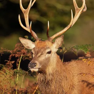 Ciervo rojo macho (Cervus elaphus), Parque Bushy, Londres, Reino Unido Octubre. Ciervo rojo macho (Cervus elaphus), Parque Bushy, Londres, Reino Unido Octubre.