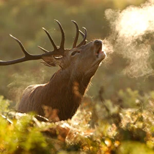 Red deer stag (Cervus elaphus) bellowing in rutting season in morning with steam