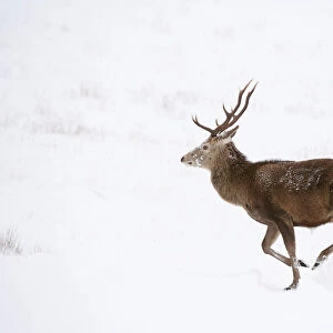 Red deer stag (Cervus elaphus) on open moorland, running in snow, Cairngorms NP, Scotland