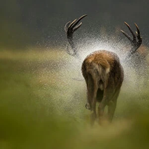 Red deer stag (Cervus elaphus) rear view, shaking water off itself after the rain