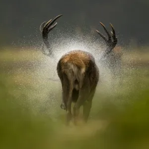 Red Deer Stag Print: Rear View, Shaking Water Off Red Deer Stag Print: Rear View, Shaking Water Off