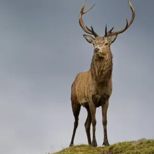 Red deer stag Print, Exmoor National Park landscape Red deer stag Print, Exmoor National Park landscape