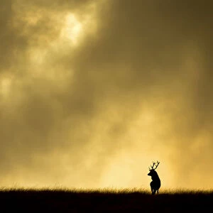 Red deer stag (Cervus elaphus) silhouetted against sky at dusk, Cheshire, October 2014