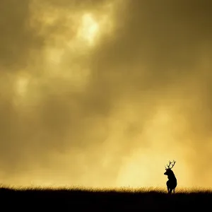Red deer stag print, silhouetted against evening sky Red deer stag print, silhouetted against evening sky