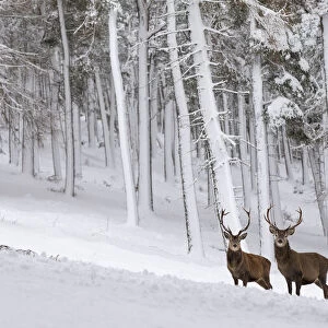 Red Deer stag (Cervus elaphus) in snow-covered pine forest, Cairngorms National Park, Scotland, UK
