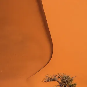Red Dunes of Sossusvlei Print Red Dunes of Sossusvlei Print
