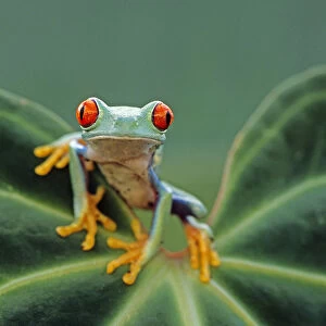 Red eyed tree frog {Agalychnis callidryas} perching on leaf, Captive