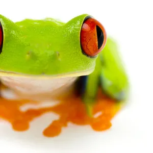 Red eyed tree frog (Agalychnis callidryas) close-up of head Captive