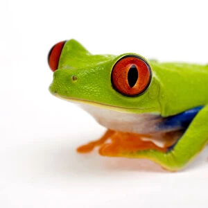 Red eyed tree frog (Agalychnis callidryas) Captive