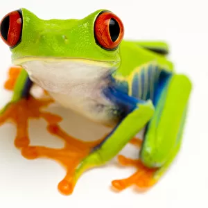 Red eyed tree frog (Agalychnis callidryas) portrait Captive