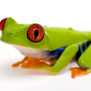 Red eyed tree frog (Agalychnis callidryas) Captive Red eyed tree frog (Agalychnis callidryas) Captive