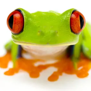 Red eyed tree frog close-up print Red eyed tree frog close-up print