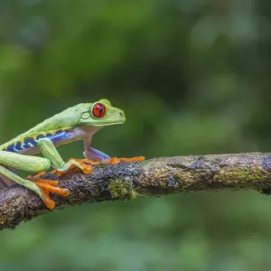 Red eyed tree frog Print, La Selva Field Station Costa Rica Red eyed tree frog Print, La Selva Field Station Costa Rica