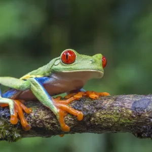 Rana arboricola dagli occhi rossi (Agalychnis callidryas) La stazione di campo di Selva, Costa Rica. Rana arboricola dagli occhi rossi (Agalychnis callidryas) La stazione di campo di Selva, Costa Rica.