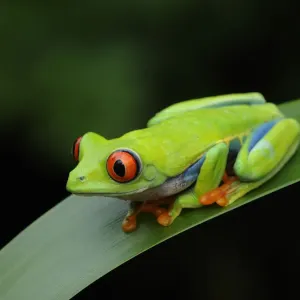 Red-eyed tree frog {Agalychnis callidryas} resting on leaf, Nicaragua, June Red-eyed tree frog {Agalychnis callidryas} resting on leaf, Nicaragua, June