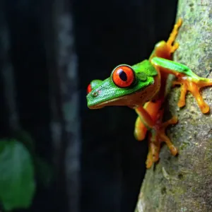 Red eyed tree frog (Agalychnis callidryas) resting on tree trunk at night, Calakmul Biosphere Reserve, Campeche, Mexico. Cropped Red eyed tree frog (Agalychnis callidryas) resting on tree trunk at night, Calakmul Biosphere Reserve, Campeche, Mexico. Cropped