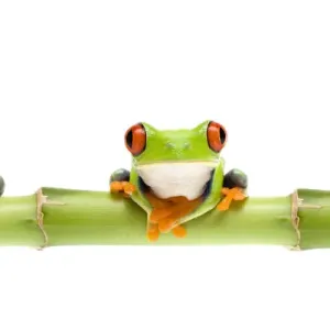 Red eyed tree frog (Agalychnis callidryas) sitting on bamboo, digital composite Captive Red eyed tree frog (Agalychnis callidryas) sitting on bamboo, digital composite Captive