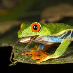 Red-eyed tree frog swallowing a spider, Print Red-eyed tree frog swallowing a spider, Print