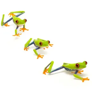 Red eyed tree frog (Agalychnis callidryas) walking, digital composite Captive Red eyed tree frog (Agalychnis callidryas) walking, digital composite Captive