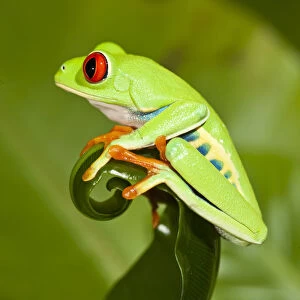 Red-eyed Treefrog (Agalychnis callidryas) on leaf, captive, from South America