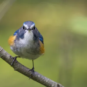 Red-flanked bluetail (Tarsiger cyanurus) male front view, Jyvaskyla, Central Finland, May