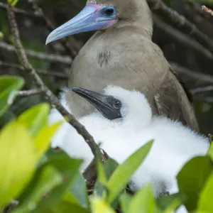 Red-footed booby (Sula sula), adult and chick at nest. Genovesa Island, Galapagos