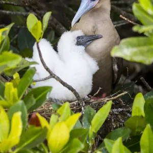 Red-footed booby (Sula sula), adult and chick at nest. Genovesa Island, Galapagos