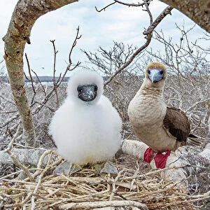 Red-footed booby (Sula sula) chick and parent perched on branch near nest, Genovesa Island, Galapagos Islands, Ecuador