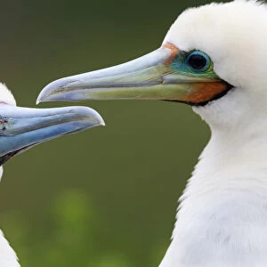 Red Footed Booby (Sula sula) couple, Clarion Island, Revillagigedo Archipelago Biosphere