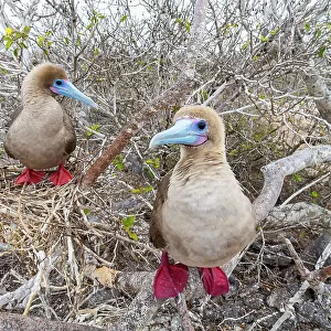 Two Red-footed booby (Sula sula) perched on branches, Genovesa Island, Galapagos Islands, Ecuador