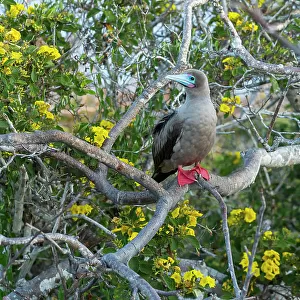 Red-footed booby (Sula sula) perched on Palo santo tree (Bursera graveolens), with flowering Yellow cordia (Cordia lutea) in background. Galapagos Islands, Ecuador