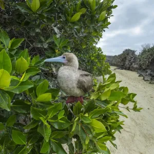 Red-footed Booby Print: Perched Bird in Tree Red-footed Booby Print: Perched Bird in Tree