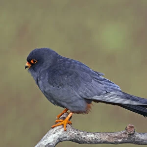 Red-footed Falcon (Falco vespertinus) male perched, Hortobagy NP, Hungary
